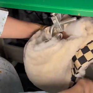 Đệm cao su bọc gạt gối nhiều màu đệm silicon dùng trong ngành may mặc(giá 1 cái)