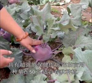 Gói 200 hạt giống xu hào tím (su hào) xu hào củ to màu đẹp Hoang My food and beauty