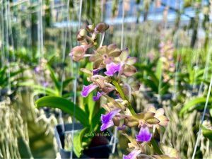 เอื้องเขาแกะxกุหลาบอินทรจักร หรือ เอื้องไทยน้อย 🌼ไม้ลูกผสม🌼 ใส่ตะกร้า 4 นิ้ว ขนาด4-6คู่ใบ ออกดอกเก่ง1ต้น/ขุนเขาการ์เด้น