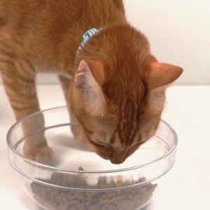 Nurture PRO Nourish Life Dry Cat Food 5.7kg | NurturePRO Complete Diet Alaskan Salmon Lamb Chicken Kitten Adult