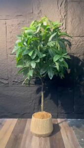 ⭐MONEY TREE⭐ Artificial Plant Decor Tree Indoor Plant Decoration Plant Home Decor Office Plant Lobby Plant Decoration Artificial Greenery Indoor Tree Artificial Plant Decoration Indoor Plant Decor for Home Office Hotel Lobby Interior Decoration