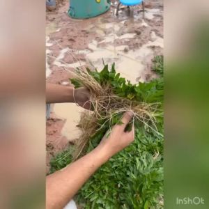 สดใหม่ทุกวัน หญ้าไทเป 30 ตารางเมตร (15 กิโลกรัม) ถอนเช้า ส่งบ่ายทุกวัน