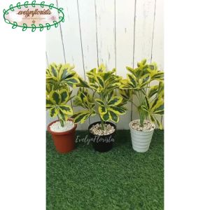 Pohon Hias Daun Beringin Dollar Kuning Variasi Pot Dasar Hitam Pot Ulir Pot Yogaf Dekorasi Meja Tamu
