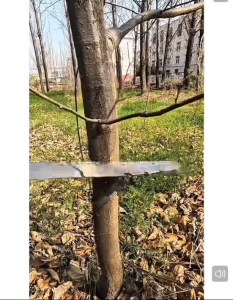 ใบมีด SK5 เลื่อยพับแบบพกพา เลื่อยตัดแต่งกิ่งไม้ เลื่อยตัดกิ่งไม้สูง มีดเลื่อยอบ่างดี เลี่อยตัดไม้ เลื่อย เลื่อยตัดกิ่ง เลื่อยมือพกพา เลื่อยมือตัดไม้ เลื่อยตัดไผ่