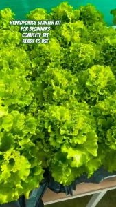 HYDROPONICS STARTER KIT 3 - WITH GROWBOX/4PACKS OF SEEDS/GRANULAR NUTRIENTS FOR PROPER GROWTH OF THE PLANT