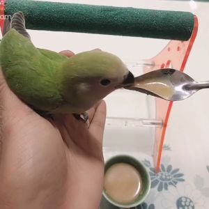 ชุด 3 ชิ้น อาหารนก ช้อนป้อนลูกนก และสายป้อน พร้อมใช้งาน ผู้ใช้งานที่ต้องการอุปกรณ์เลี้ยงนก นกแก้ว, หงษ์หยก, ฟอพัส, และเลิฟเบิร์ด