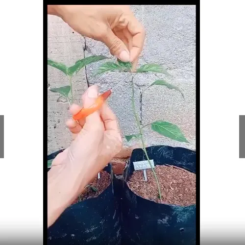 Fucked bir porno ishchi suvli eshak