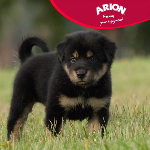 Arion Original Growth Chicken Large Breed Puppy Dry Food 12 KG