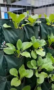 Pot Dinding Wall Planter: Aksesoris Tanaman Interior yang Elegan