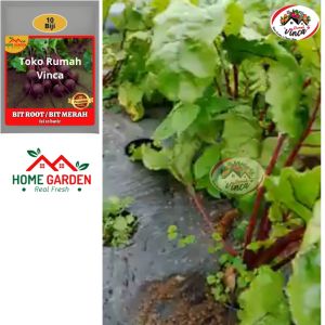 Benih Bibit Bit Merah Beetroot Lobak Merah 15 Butir Red Beet Hibrida