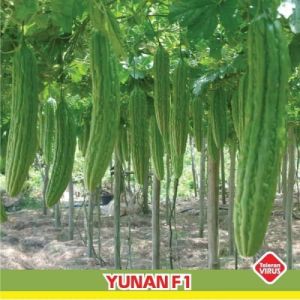 [TERMURAH] BIJI/BENIH TANAMAN PARE PARIA YUNAN