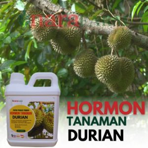 Pupuk hormon durianPupuk durian masa pertembuhanPupuk durian cepat berbuahPoc hormon durian
