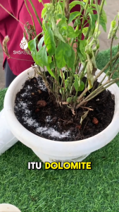 Dolomite (Ground Magnesium Limestone) GML for Gardening and Agriculture 4kg Kapur Pertanian 白云石粉 SHS Kebun