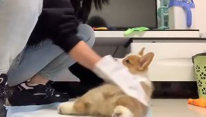 เคลื่อนที่ถุงมือสัตว์เลี้ยงแบบใช้แล้วทิ้ง ถูกที่อาบน้ำแมว ถูกเป็นถุงมืออาบน้ําสุนัข ถูกเป็นถุงมือทําความสะอาดแมว ที่อาบน้ําแมว โฟมอาบน้ําแห้งสุนัข แชมพูอาบน้ําแมว ทำความสะอาดและดับกลิ่น ฆ่าเชื้อ และกำจัดไร