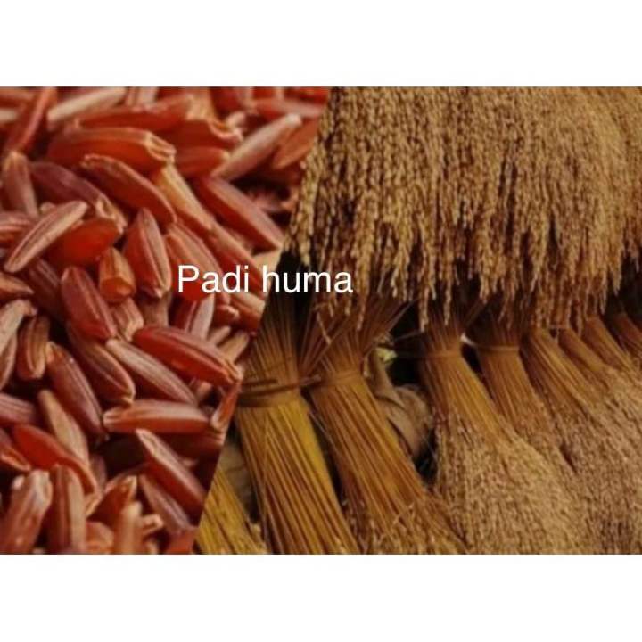 Bibit%20PADI%20Huma%20beras%20merah%205kg%20-%20Image%202