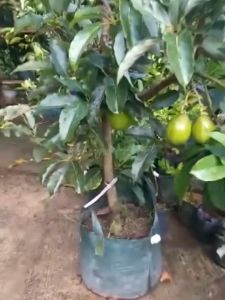 Bibit Alpukat Tinggi 1 Meter Rimbun Cepat Berbuah