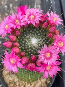 แมมคริสต์มาส Mammillaria Spinosissima แคคตัส หรือแมมบล็อคโคลี่สีเขียวสดตัดกับดอกชมพูสวยหวานมากๆ ไม้ในกระถาง 3 นิ้ว ส่งทั้งกระถาง