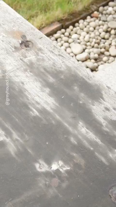 Kit Tatakan Pad Mesin Poles 4 Inch Tatakan Amplas Busa Poles Pad Velcro Bulat Adaptor Mesin Gerinda