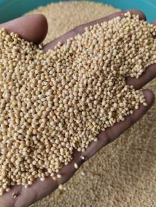 milet putih bersih 500gram untuk pakan burung pemakan biji bijian