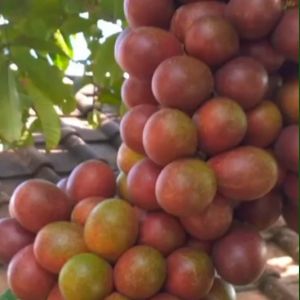 Bibit Matoa Merah Super Unggul & Kelengkeng Papua