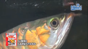 Hikari JUMBO CARNISTICKS (อาหารสำหรับปลามังกรและปลากินเนื้อ เม็ดขนาดใหญ่ โปรตีนสูง)
