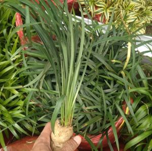 Alang Alang Hijau tanaman vertikal / Jaburan ophiopogon