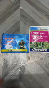 COMBO NGỪA NẤM BỆNH – VI KHUẨN CÂY CON Chống thối gốc – lở cổ rễ – HÉO XANH HÉO RŨ CÂY CON cây con | Tưới gốc 250–300 lít nước SV-MOXA + LOBO 8WP hoạt chất dimethomorph cymoxanil gentamicin oxytetracyline