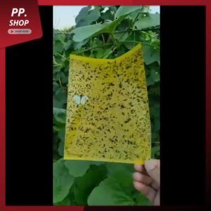 20 แผ่น กาวดักแมลงวันทอง แผ่นกาวดักแมลง มีกาวในตัว