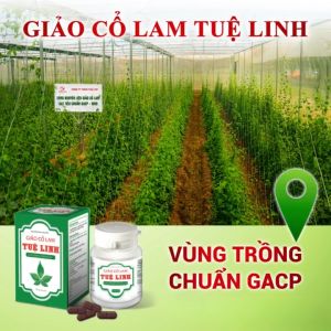 Giảo Cổ Lam Tuệ Linh [Chính hãng] - Hộp 100 viên - Hỗ trợ Phòng ngừa Bệnh Tim Mạch Tiểu Đường Mỡ Máu