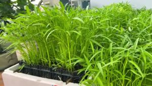 VALUE PACK (20 SEEDS) CHINESE KANGKONG SEEDS/FOR PLANTING/EASY TO GROW