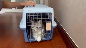 P&P กระเป๋าเดินทางสัตว์เลี้ยงพกพาได้ สำหรับหมาและแมว พร้อมประตูล็อค ผ้าตาข่ายระบายอากาศได้ดี กรงหิ้ว กล่องใส่สัตว์เลี้ยง กรงเดินทาง สำหรับสุนัขและแมว