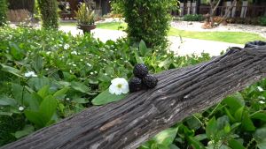 {Hàng chính hãng}   Nước rửa chén Winy Clean Chiết Xuất Bồ Hòn chiết xuất từ trái bồ hòn  không gây khô da