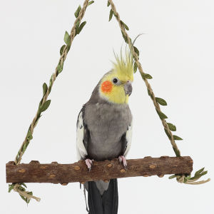 Pepper wood parrot swing toy bird cage swing special hanging ring parrot decompression toy