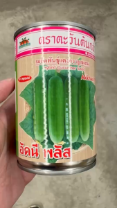 ตะวันต้นกล้า แตงกวา อัคนี พลัส ขนาด 20 กรัม  หมดอายุ 12/2569ลอตใหม่ งอกดี ผลทรงกระบอก ผิวเรียบ หนามน้อย สีขาวนวล เนื้อแน่น กรอบและไส้ผลเล็ก ขายง่าย ตลาดชอบ