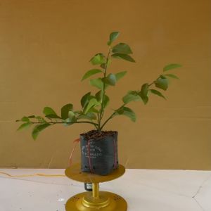 Cây Chanh Không Hạt (Cây Giống) - Cây Ăn Quả