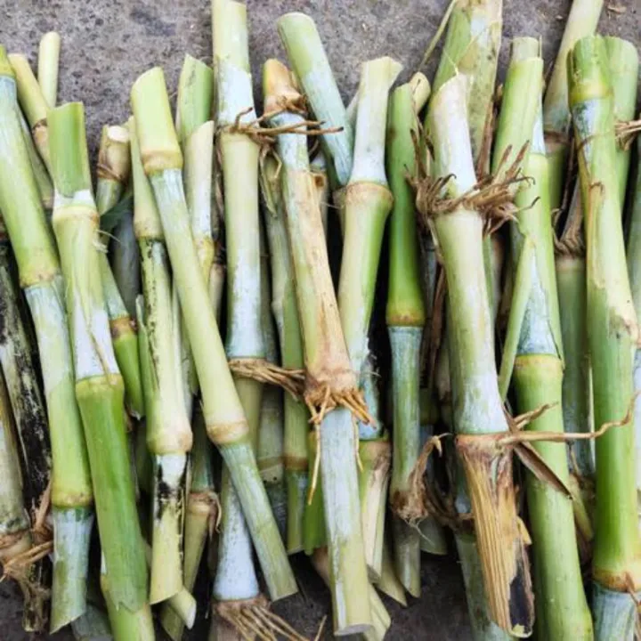 Bibit Rumput Pakcong Per Batang Isi 3 Batang Panjang 2 Ruas Pakan Hewan ...