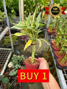 𝗟𝘂𝗰𝗸𝘆 𝗕𝗮𝗺𝗯𝗼𝗼 𝗟𝗶𝘃𝗲 𝗣𝗹𝗮𝗻𝘁 (𝗕𝗿𝗮𝗶𝗱𝗲𝗱)– 𝗜𝗻𝗱𝗼𝗼𝗿 𝗗𝗲𝘀𝗸 𝗳𝗼𝗿 𝗚𝗼𝗼𝗱 𝗟𝘂𝗰𝗸 𝘄𝗶𝘁𝗵 𝗙𝗥𝗘𝗘 𝗣𝗹𝗮𝘀𝘁𝗶𝗰 𝗣𝗼𝘁