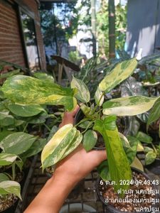 ต้นก้ามกุ้งด่าง Philodendron Florida Beauty  1 ต้น กระถาง4" ร้านค้าเลือกต้นให้