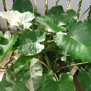 เสื้อขนกระต่ายถัก ขน2ด้าน สวยนุ่มเบาอุ่น