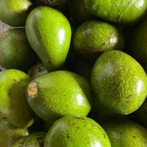 Alpukat Mentega Medan Mentah 1kg