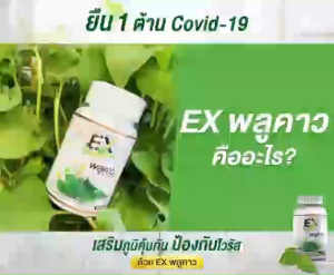 สมุนไพรพลูคาว คาวตอง เบต้ากลูแคน Houttuynia Cordata 1 กระปุก 30 แคปซูล - ส่งฟรี‼ ส่งไว 24 ชม.‼