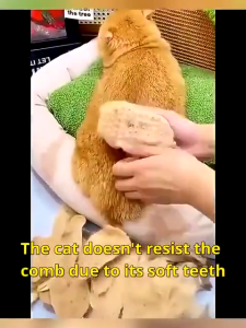 Steam Cat Brush Dog Brush 3 in 1 Cat Hair Removal Dog Steam Brush Massage Pet Grooming Portable