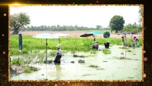 [แห้วกระปุก] แห้วเฟร้นช์ฟรายด์ ไทยนิยม