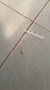 SET 3 ขวด + ของแถม น้ำยาทําความสะอาด อเนกประสงค์ สูตรธรรมชาติ ปลอดภัยต่อเด็ก และสัตว์เลี้ยง