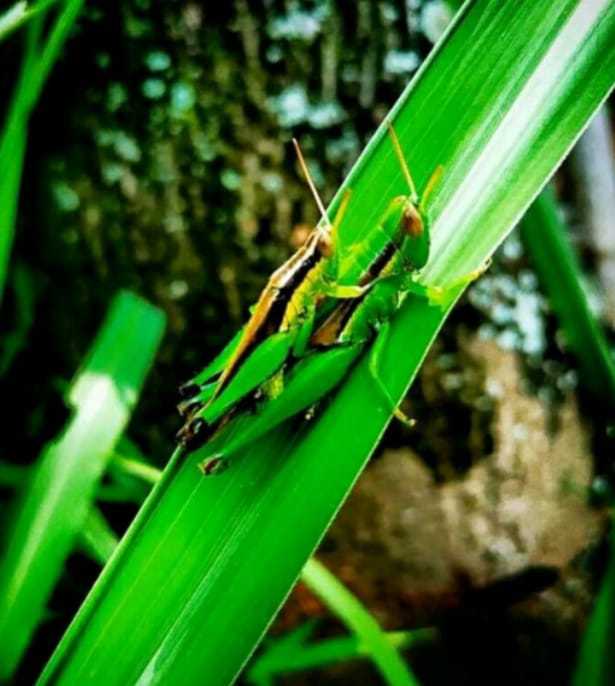 Belalang Sawah Pakan Burung Per 30 Ekor Lazada Lazada Indonesia