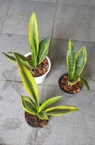 ต้นลิ้นมังกรโกลเด้นเฟรม ไม้ฟอกอากาศ สวย ในกระถาง1ต้น