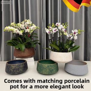jeagutt | Orchid Dedicated Ceramic Pot Shallow Wide