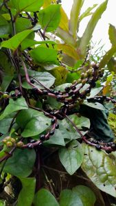 Buah Angkung Merah Segar Asli Obat Strok & Darah Tinggi 300 Biji