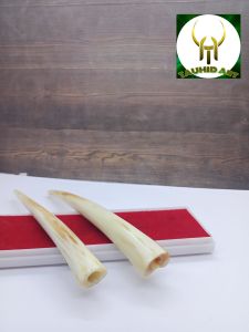 once pipa padutan sirip marlino berkualitas A115