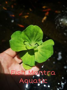 10 FOC 3 PIECES /POKOK KIAMBANG/AQUATIC PLANT/LIVE PLANT/AQUASCAPE NEED /AQUARIUM NEED /READY STOCK